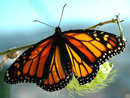 monarch